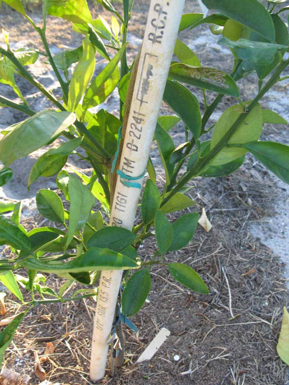            Shade leaves (Winter Haven, FL)   